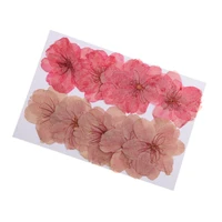 phenovo dried flowers 10 pieces beautiful pressed dried sakura flowers cherry blossom for scrapbooking jewelry making