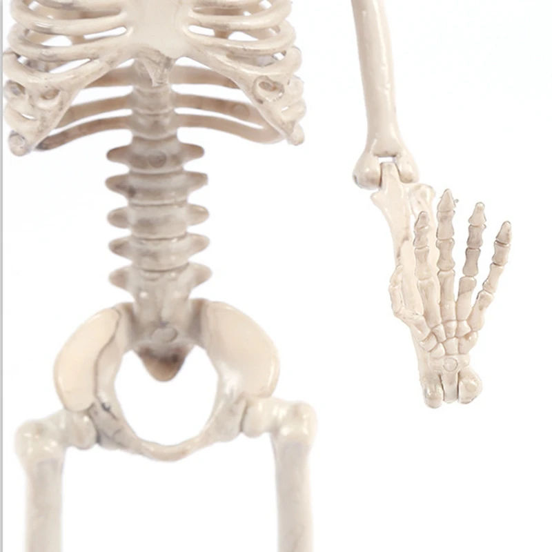Подвижная модель человека скелета 40 см украшение для вечеринки жениха и невесты