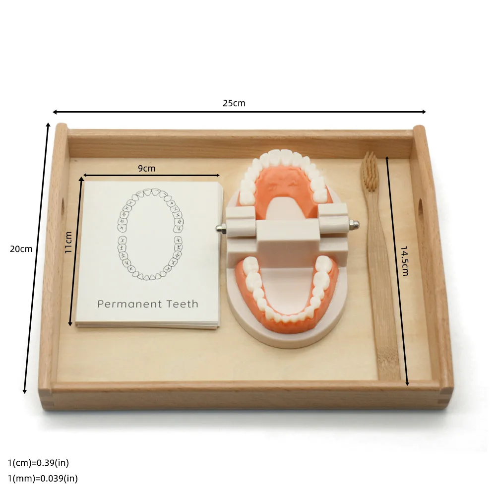 Деревянная искусственная детская игрушка для обучения чистке зубов|Монтессори| |