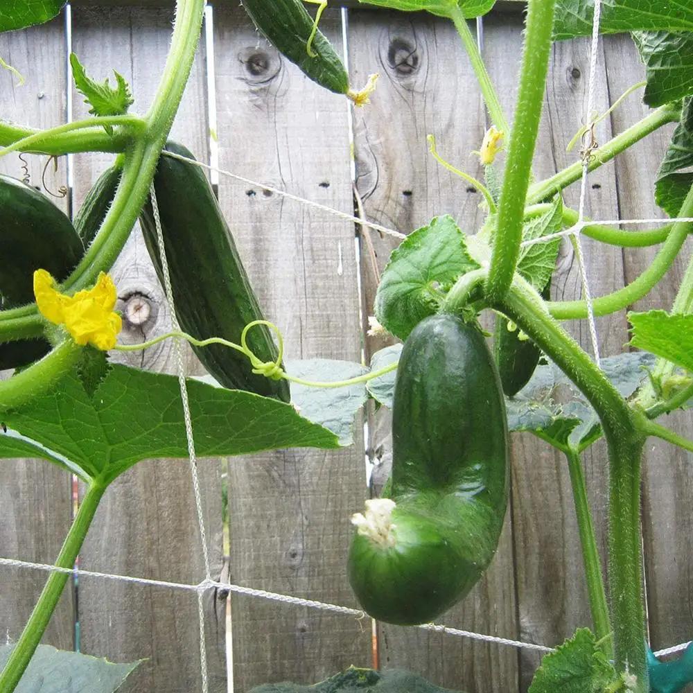 Сетка 5/10 м из полиэстера сетка люфы для Утренней славы виноградные цветы садовые