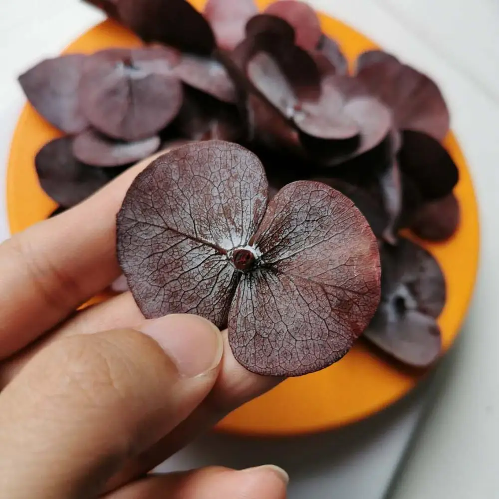 Натуральные свежие консервированные листья эвкалипта поделки из настоящего