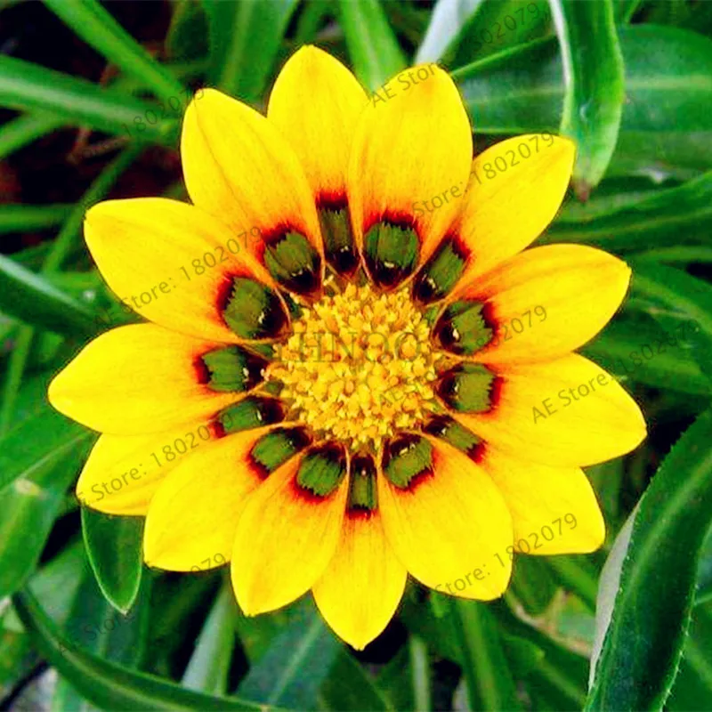 3 100 шт./пакет разноцветные Gazania rigens flores, цветок растения для дома и сада, бонсай для внутреннего и наружного спорта посадки - Цвет: 3