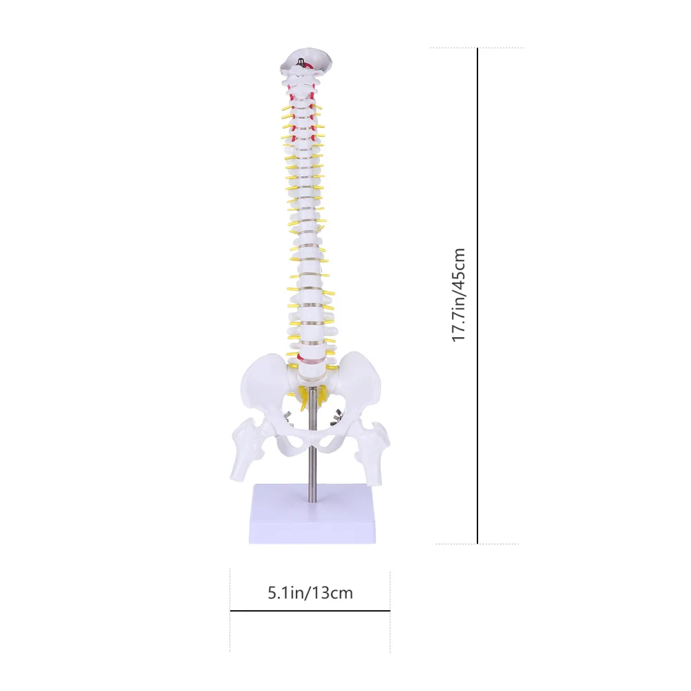 

1Pc Spine Anatomy Model Vertebral Column Model with Spinal Nerves Pelvis Femur