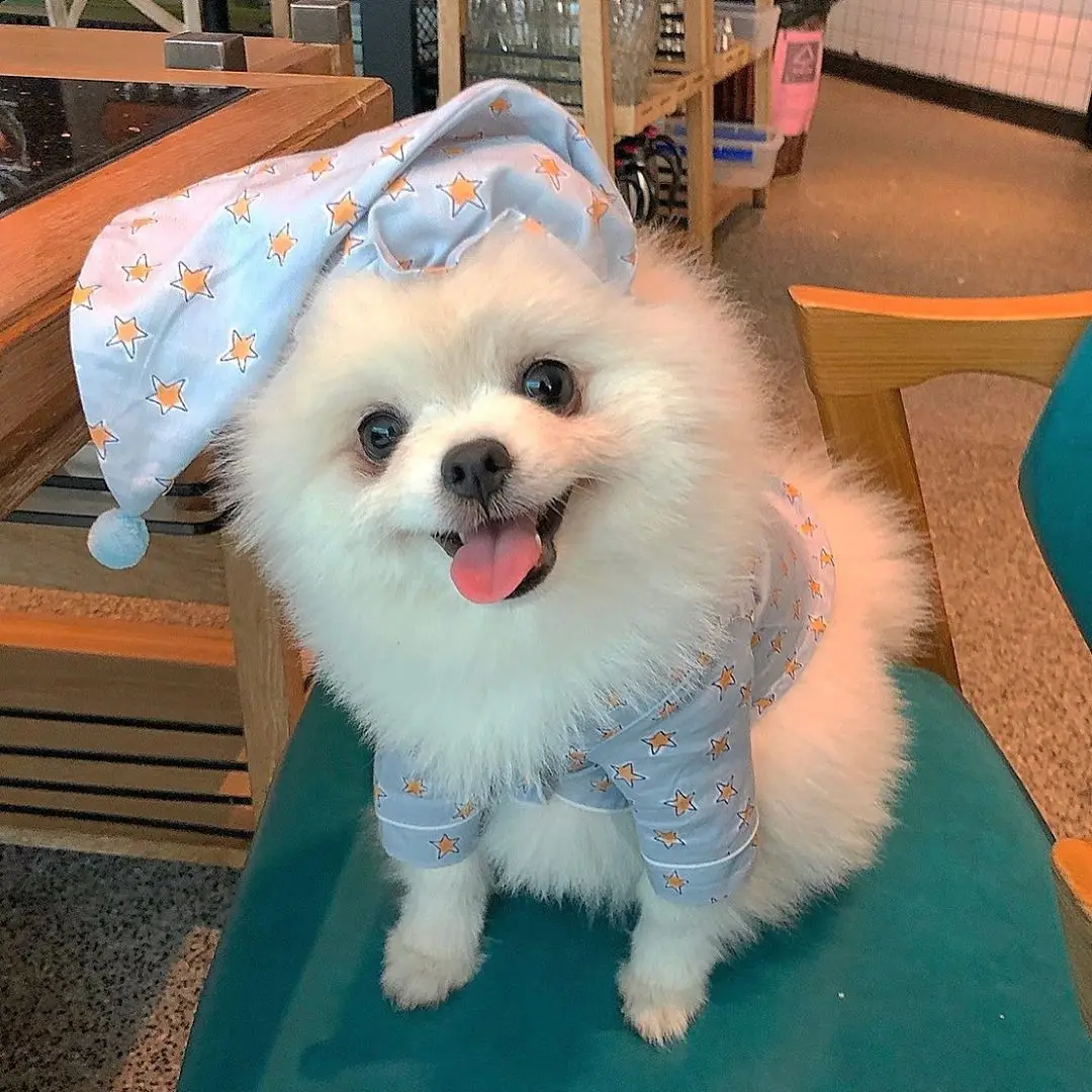 

INS new Korean spring cute blue star pajamas suit dog home service pet clothes pajamas night cap set
