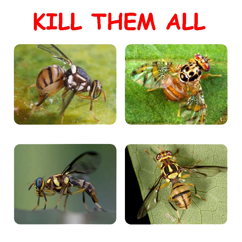 

Hanging Fly Trap Ball Fruit Fly Catcher Sticky Trap Fly Outdoor Disposable Wasp Bee Yellow Jacket