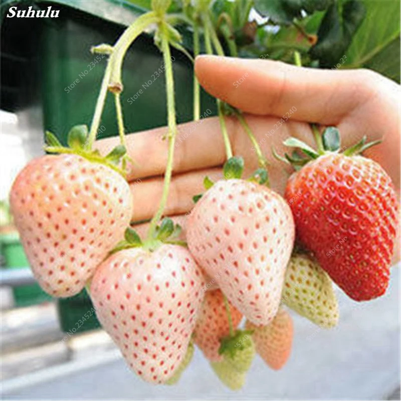 1000 шт./пакет супер гигантская клубника Декор искусственные цветочные горшки |