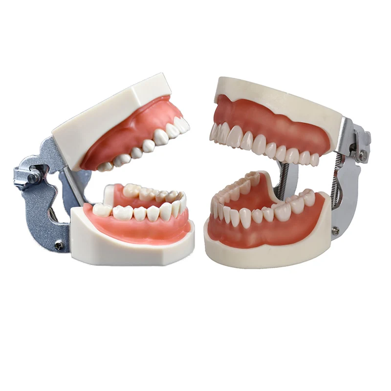 

1PC Dental Study Demenstration Preparation Model Standard Practice Model Soft Gum Screw Fixed
