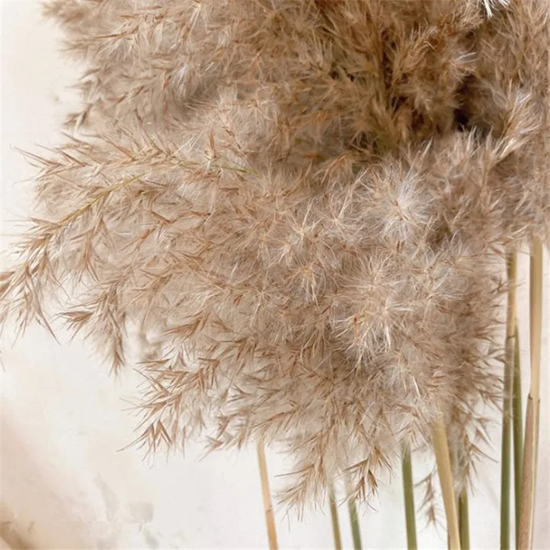 10/20pcs Natural Pampas Grass Real Dried Reed Flowers Bouquet Home Wedding Decoration Table Flowers Decor For Room Christmas 20# images - 6