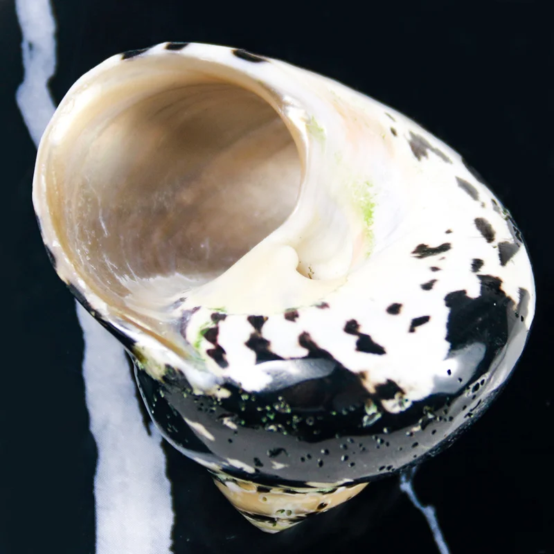 Натуральные африканские черные золотые ракушки образцы пляжные свадебные