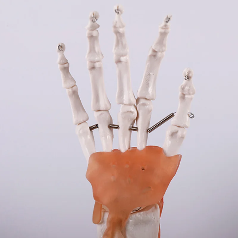 Медицинская наука образование студент учебные материалы усовершенствованный