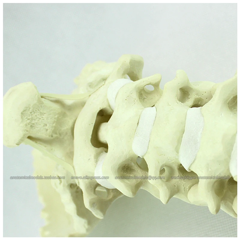 Модель 12322/ CMAM имитация костей шейный отдел позвоночника с затылочной