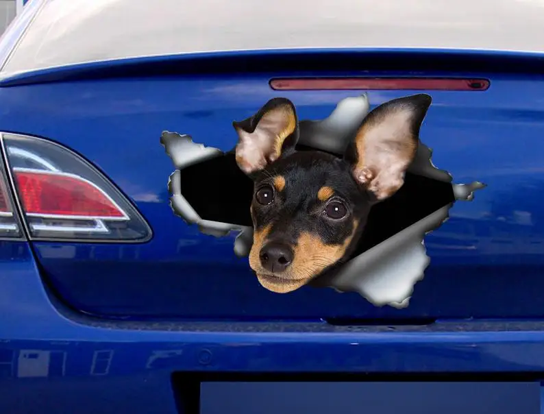 

2021 Miniature pinscher car decal , Miniature pinscher magnet, car decoration, pinscher sticker