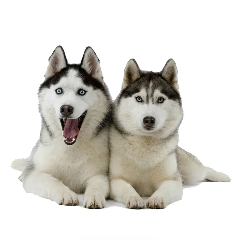 

Lifelike Personality Two Huskies Dogs Car Stickers Motorcycle Decals Waterproof Sunscreen Decals Styling PVC 14cm*10.5cm