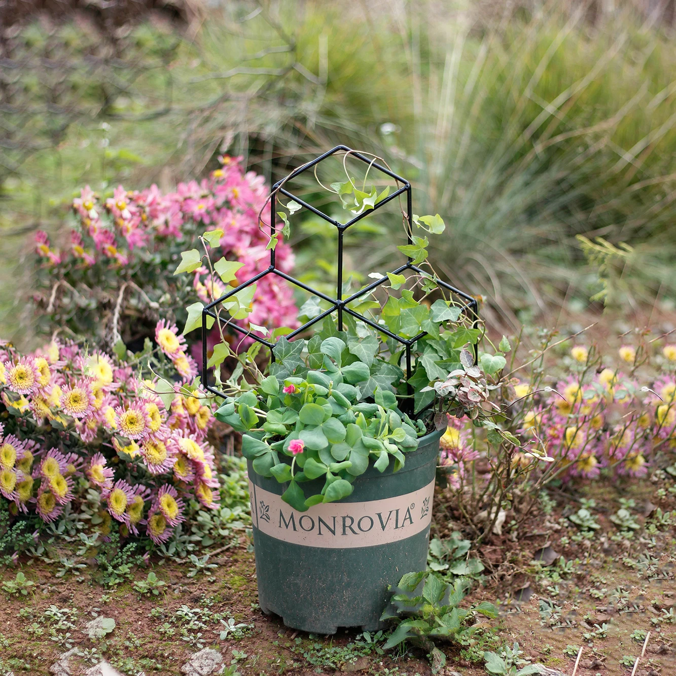 

Metal Trellis Black Coated Plant Holder For Garden And Greenhouses Climbing Plants Support Flower Vegetables Garden Tools