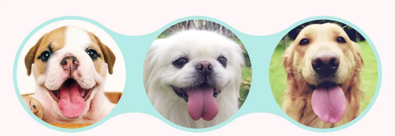 Умная автоматическая кормушка для домашних животных кошки щенка|Кормление