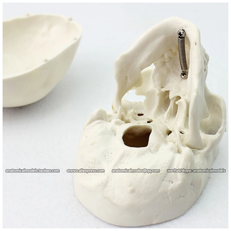 12334/ENOVOMODEL маленький череп Мини 3 части человеческий CMAM|anatomical skull|anatomical skull modelmini |