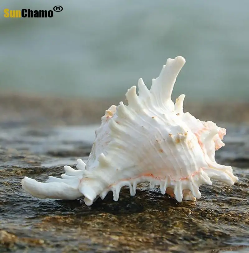 Природная раковина ручная Хризантема улитка украшение для домашнего аквариума