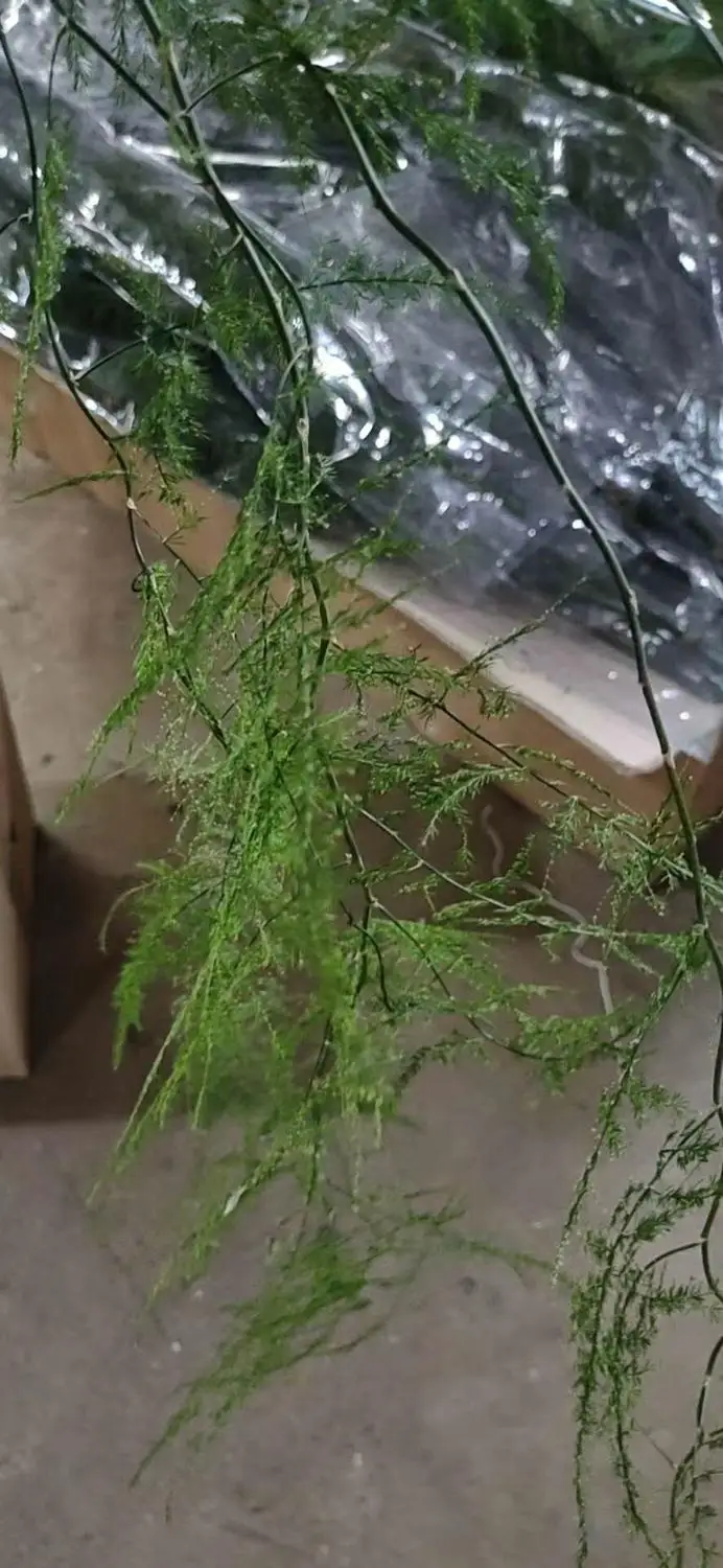 Консервированные спаржа Setaceus 2-3 шт. высушенных настоящих вьющееся растение YunZhu