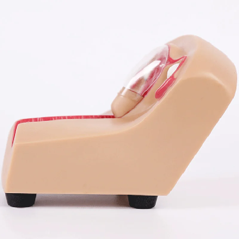 Шиньон женский ВМС внутриматочное контрацепции Учебная модель медицинские