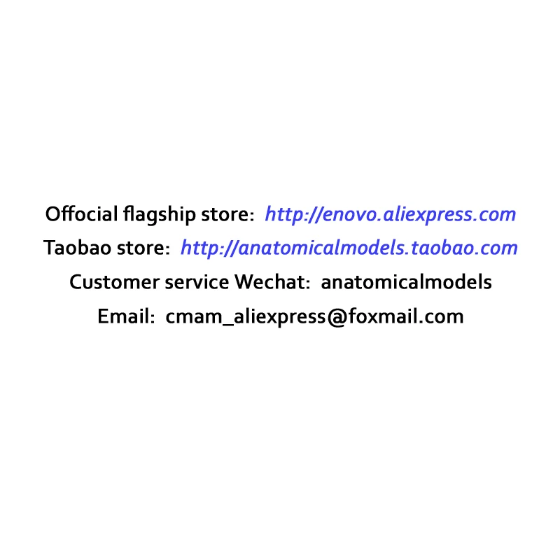 CMAM/12557 Dental фантомная головка медицинская анатомическая модель для обучения