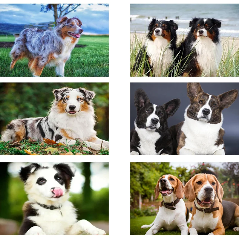 Алмазная живопись с валлийской корги вышивка крестиком мозаика полноразмерная