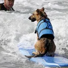 Спасательный жилет для собак, летняя защитная одежда для домашних животных, купальный костюм для домашних животных