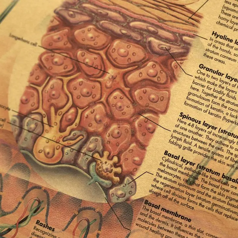 Картина с изображением человеческого тела-искусственная кожа домашний декор