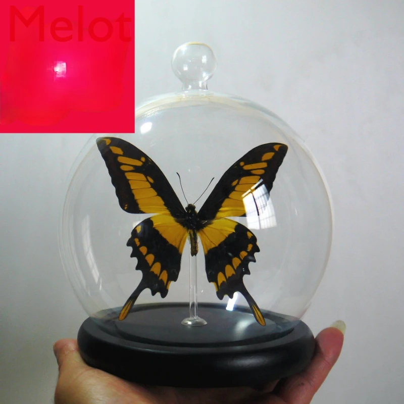 

Butterfly Specimen Gift Home Decoration Sealed Glass Cover European Classical Creative Gift Decoration Collection Souvenirs