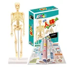 15 шт., миниатюрная модель скелет, легко управляемая модель, медицинские Обучающие ресурсы скелет