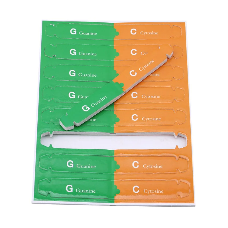 DIY человеческие гены модели ДНК с двойной завиткой научная популярность учебное