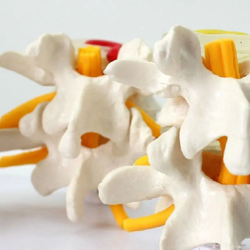 

Knee Joint Simulation Model with Human Anatomy Skeleton Spine 4-Stages Lumbar Vertebral Model Brain Skull