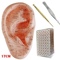 english version ear acupuncture earpins model auricular application model acupuncture therapy ear seeds sticker vaccaria 17cm
