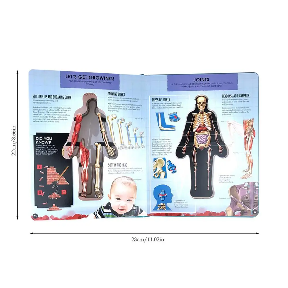 

3D Image Human Body Structure Early Education Books Children's Learning Scientific Research Cognitive Reading Educational Toys
