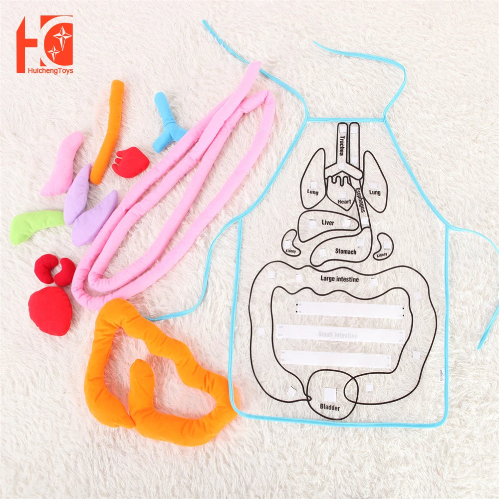 

Фартук для обучения анатомии и человеческого тела