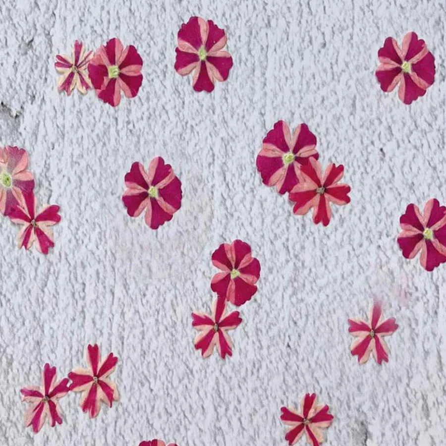 

60pcs Pressed Dried Stripe Verbena Hybrida Flower Plant Herbarium For Jewelry Postcard Invitation Card Phone Case Bookmark DIY