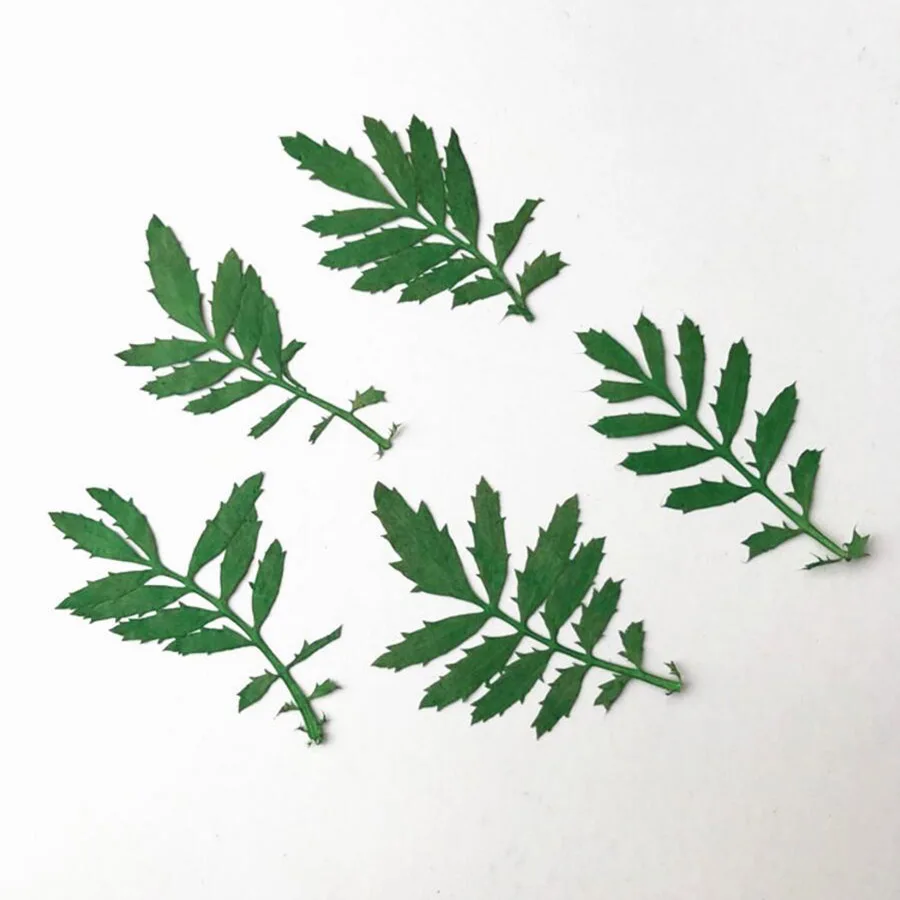 60 шт. размер: 4 5 см прессованный высушенный зеленый Tagetes Patula L. Листьев растений