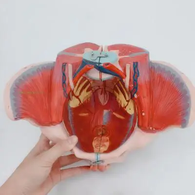 Модель таза для женщин из ПВХ модель тазового дна мышц и нервов с поясничной