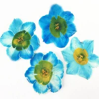 40pcs pressed dried blue daffodils flower plant herbarium for jewelry postcard invitation card phone case bookmark making diy
