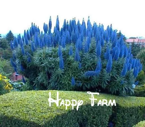 Цветок бонсай Echium Fastuosum-гордость растения Мадейра! Большой пакет для дома и сада-200 шт./пакет