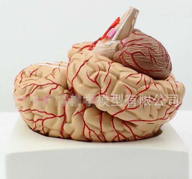 

New 9 parts Brain Anatomical Model Brain Cerebral Artery with nerve system structure model H#