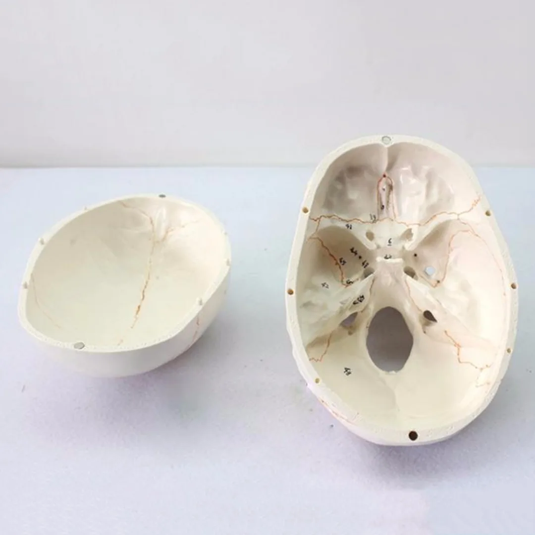 Модель человеческого черепа из ПВХ в натуральную величину модель анатомической