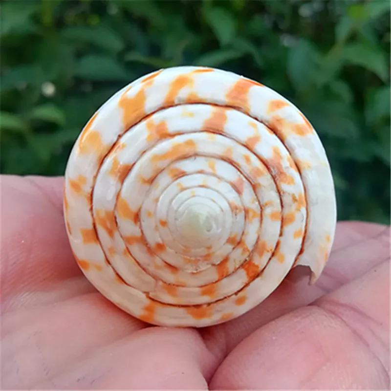 Аквариум из натуральной раковины ласки Коно аквариум для рыб ландшафтный