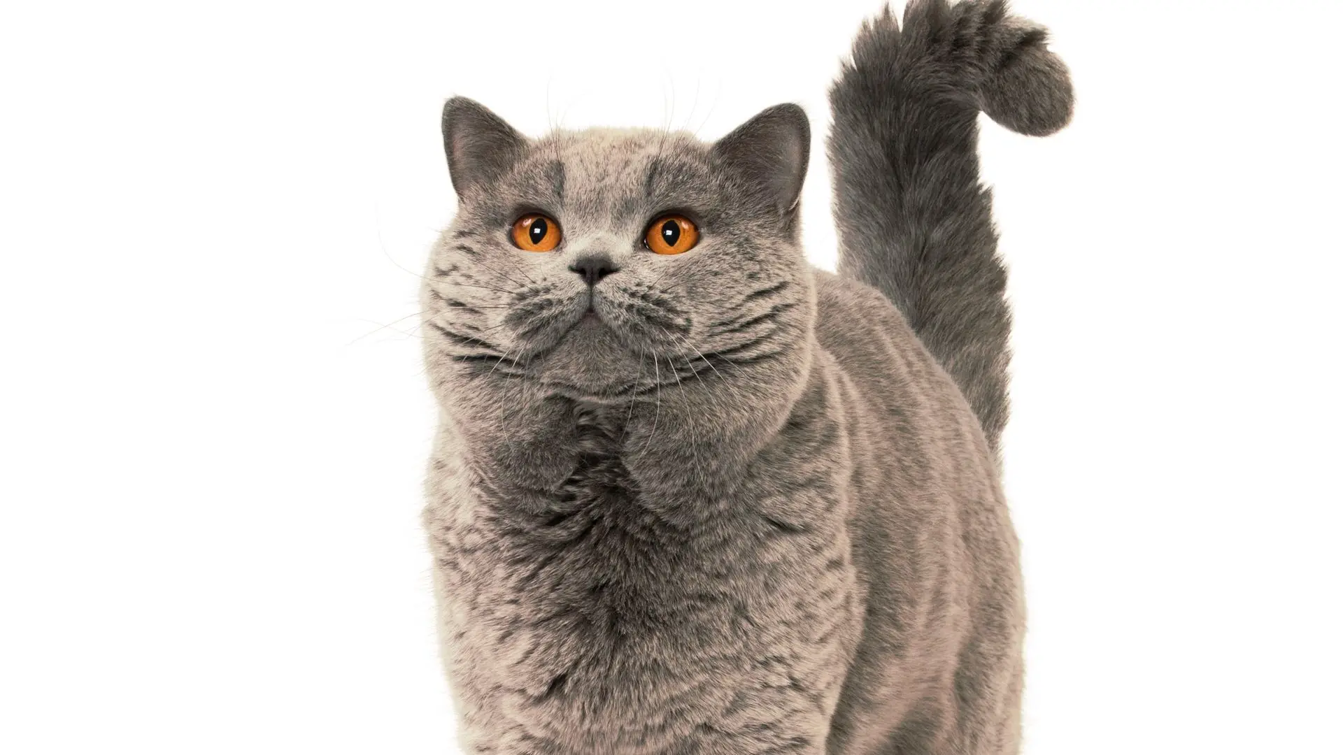 

teAbaya Arabic Muslim Dress Women Turkey Kaftan