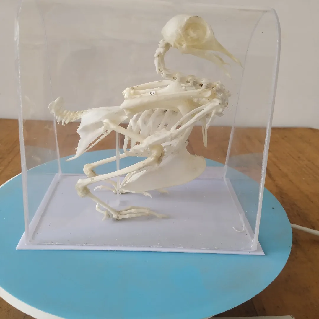 

Pigeon skeleton specimen,pigeon skeleton biological specimen,middle school students' experimental teaching aids,home decoration