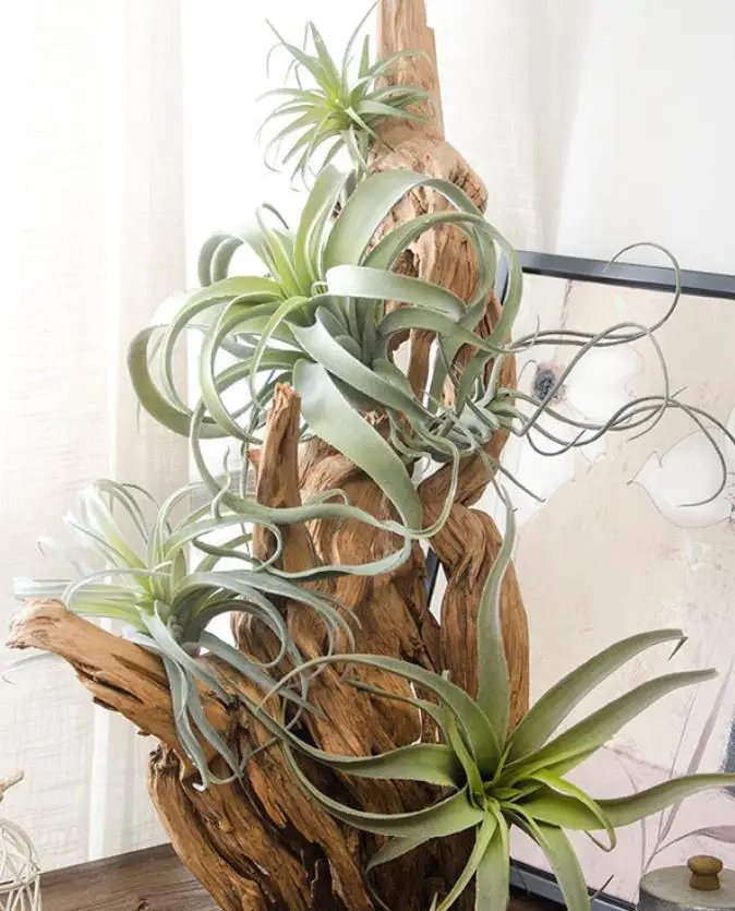 Искусственные суккуленты ананас искусственная тилландсия растения листья