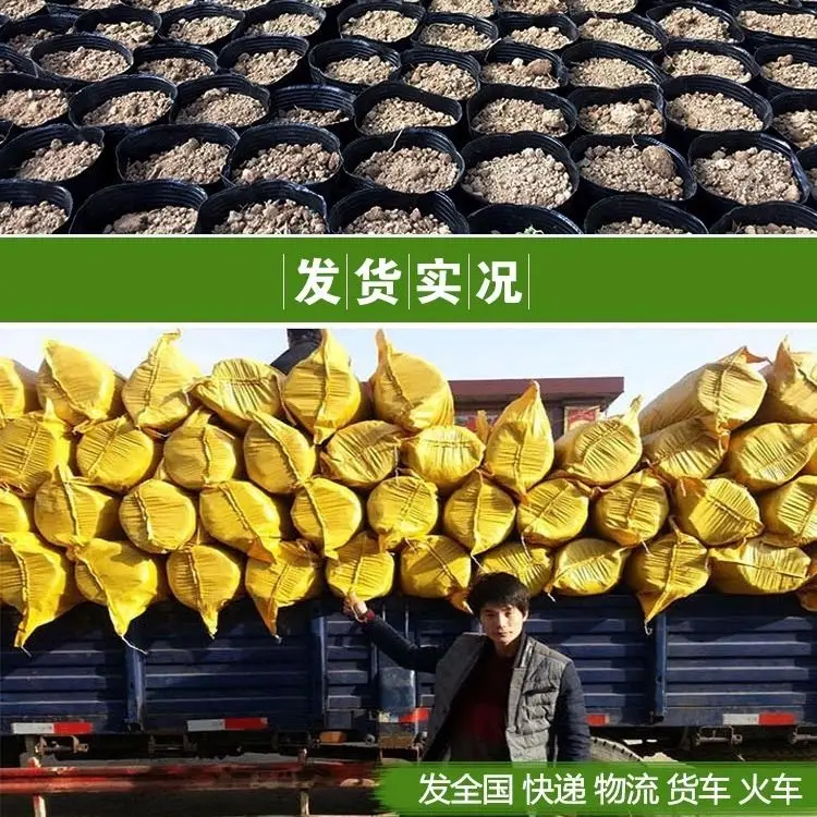 

Nutrient Bowl Seedling Tray Nursery Pot Seedling Box Plastic Seedling Bag Nutrition Cup Nutrition Planting Pot Planting Bag G331