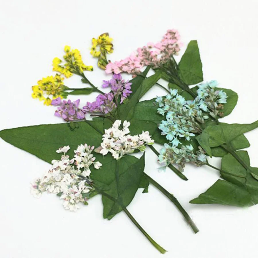 80 шт прессованный высушенный цветок гречихи гербарий из растений для ювелирных