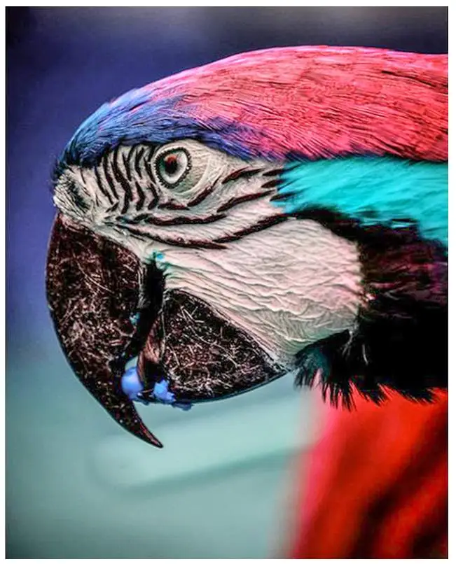 Искусственная птица животные бриллиант фотография головоломка картина наклейка