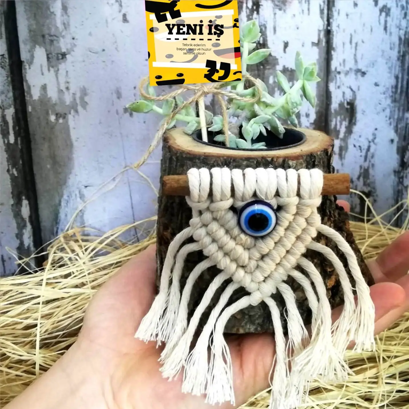 

New Business Gift Naturel Sukulent In Pots