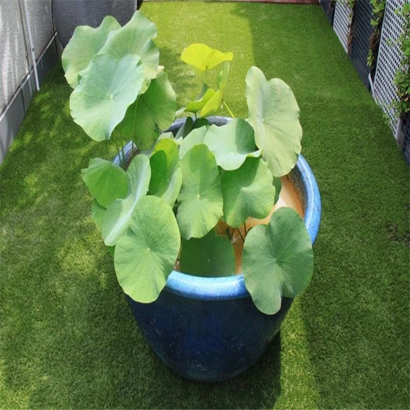 

3Pcs Bowl lotus/water lily flower Seeds Nature Garden Bonsai Lotus Plants Essence Moisturizing Lip Balm QM2S